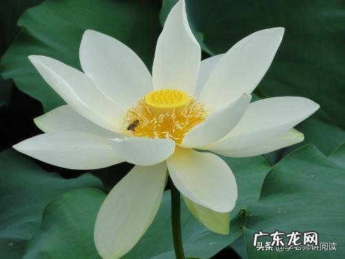 叶圣陶笔下的荷花姿态是什么样的?