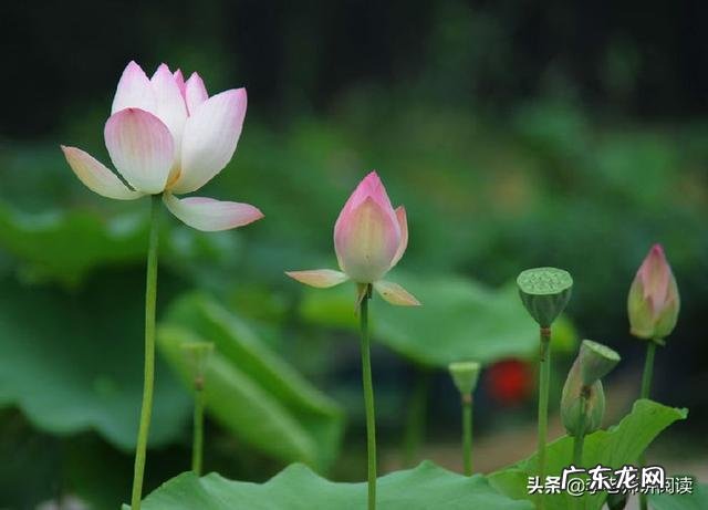 叶圣陶笔下的荷花姿态是什么样的?