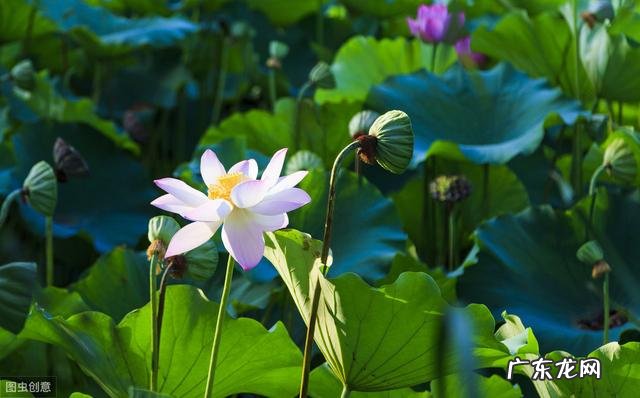 叶圣陶笔下的荷花姿态是什么样的?