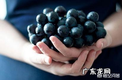 孕妇吃葡萄对身体好吗?