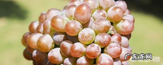 孕妇吃葡萄对身体好吗?