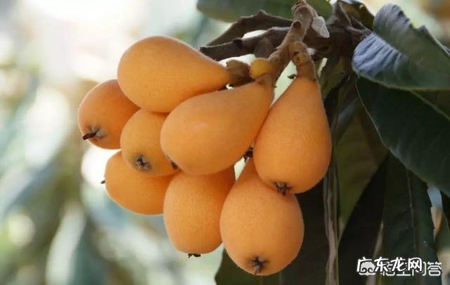 1-3年 枇杷幼树期,怎样施肥?