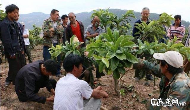 1-3年 枇杷幼树期,怎样施肥?