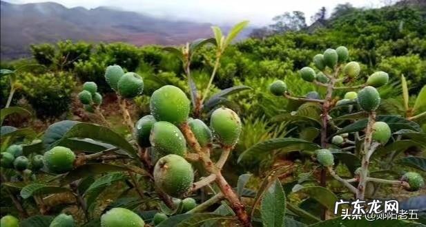 1-3年 枇杷幼树期,怎样施肥?