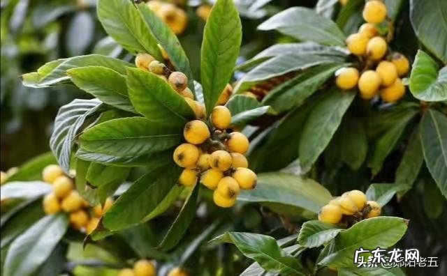 1-3年 枇杷幼树期,怎样施肥?