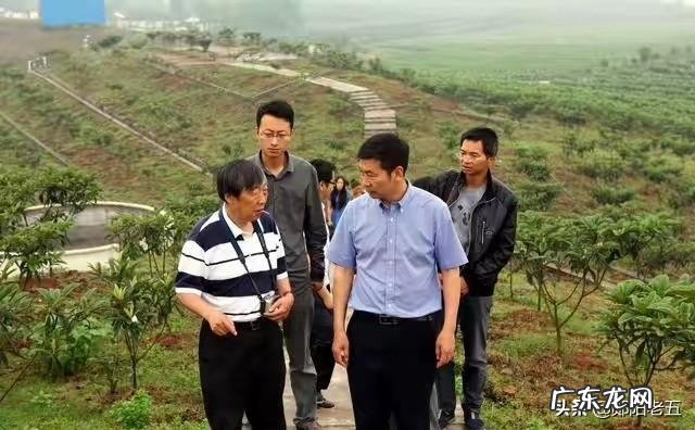 1-3年 枇杷幼树期,怎样施肥?