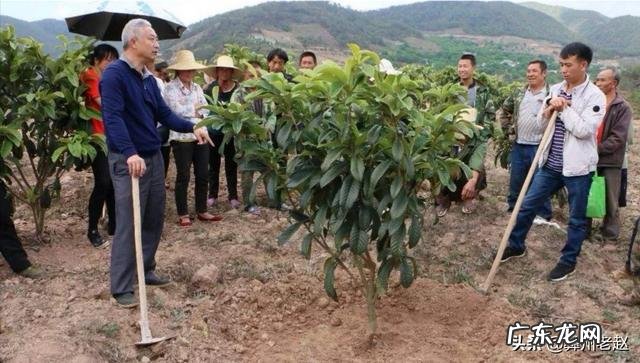 1-3年 枇杷幼树期,怎样施肥?