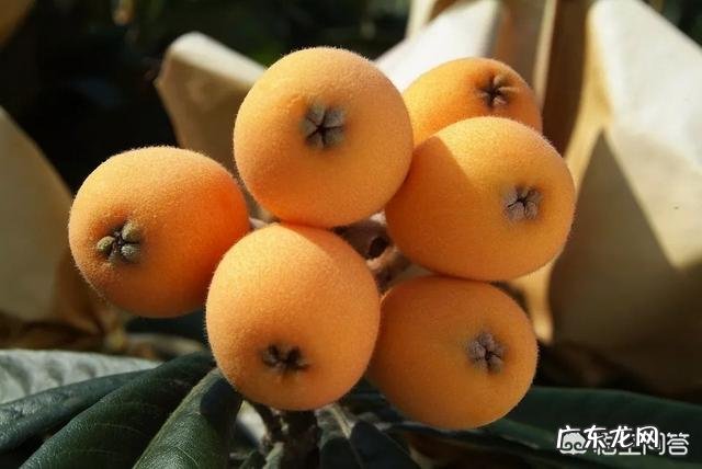 1-3年 枇杷幼树期,怎样施肥?