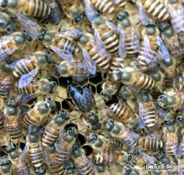 蜂蜜对蜜蜂有什么用途?