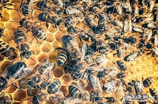 蜂蜜对蜜蜂有什么用途?