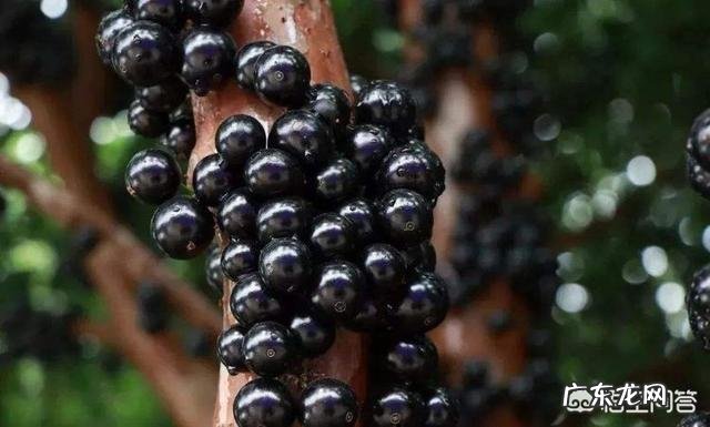 对于嘉宝果你怎么看?