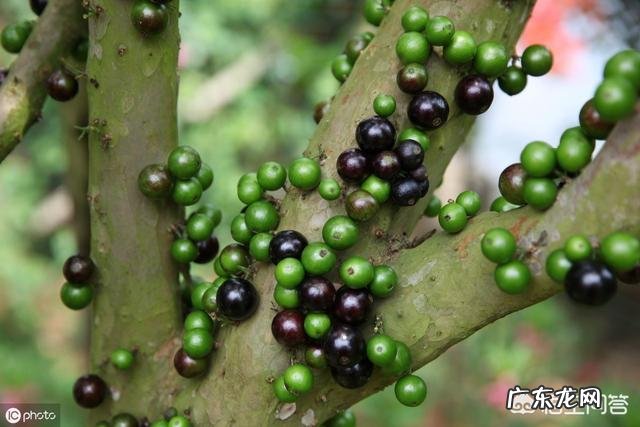 对于嘉宝果你怎么看?