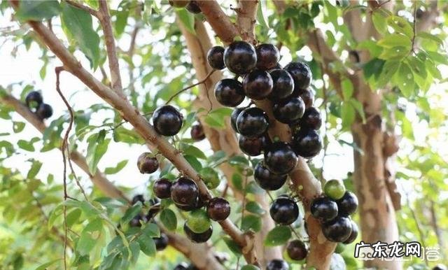 对于嘉宝果你怎么看?