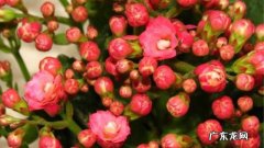 养殖方法长寿花