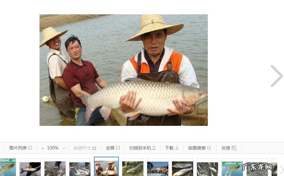 草鱼长不大怎么解决