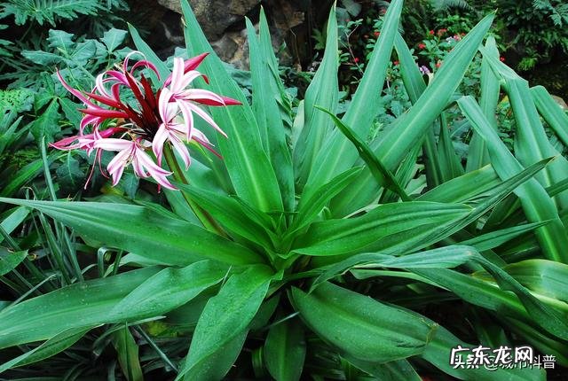 清明节佛前摆放花和水果吗?