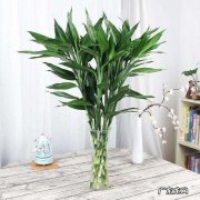 土养富贵竹怎么养才能更旺盛