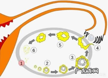 有卵泡不排卵怎么回事?