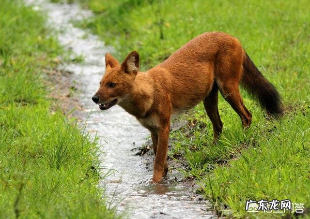 国宝大熊猫都有哪些天敌？