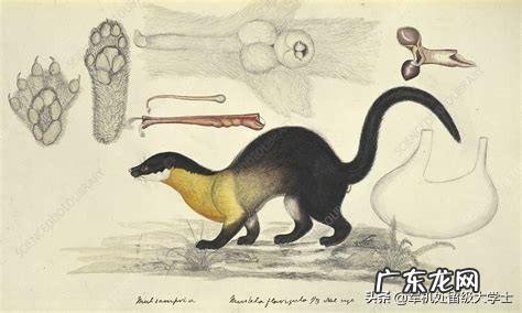 国宝大熊猫都有哪些天敌？