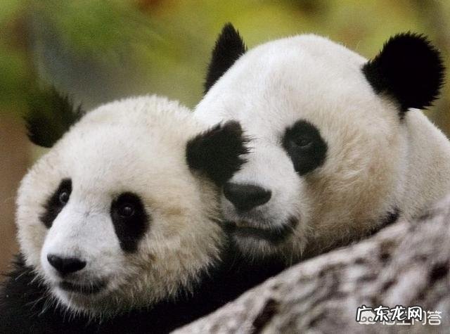 国宝大熊猫都有哪些天敌？