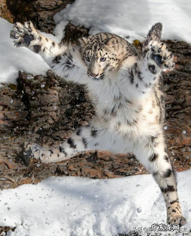 国宝大熊猫都有哪些天敌？