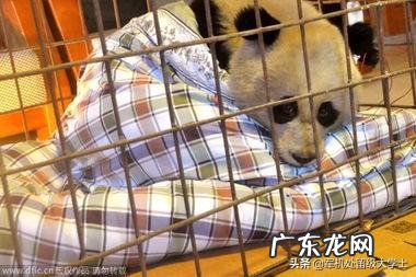 国宝大熊猫都有哪些天敌？
