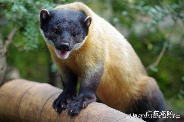 国宝大熊猫都有哪些天敌？