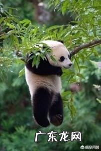 国宝大熊猫都有哪些天敌？