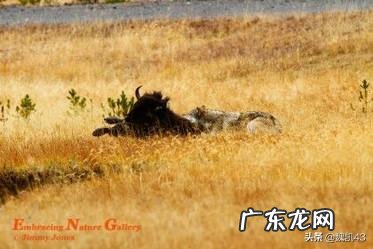 国宝大熊猫都有哪些天敌？