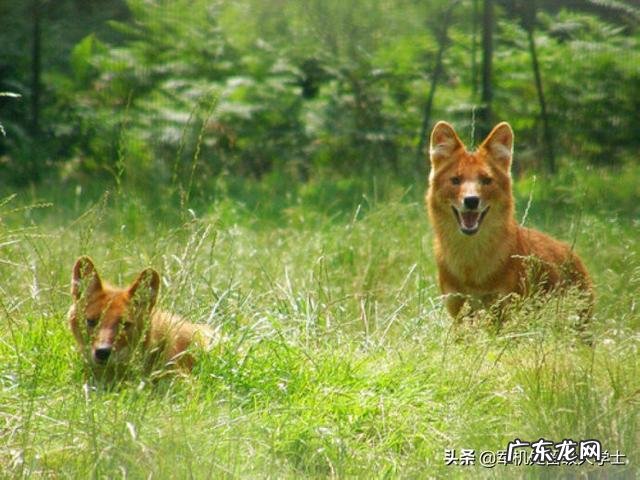 国宝大熊猫都有哪些天敌？