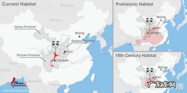 国宝大熊猫都有哪些天敌？