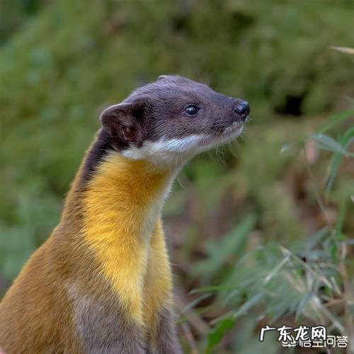 国宝大熊猫都有哪些天敌？