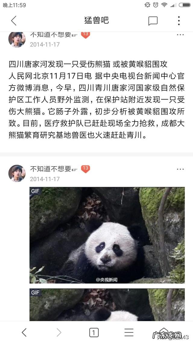 国宝大熊猫都有哪些天敌？