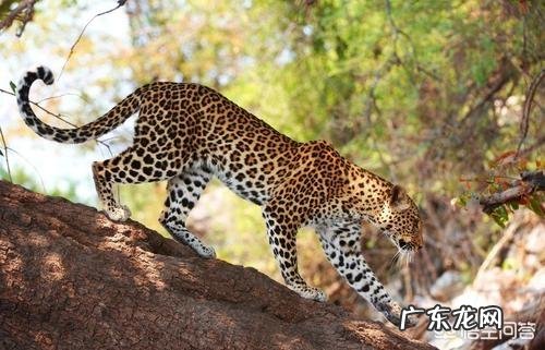 国宝大熊猫都有哪些天敌？