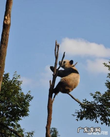 国宝大熊猫都有哪些天敌？