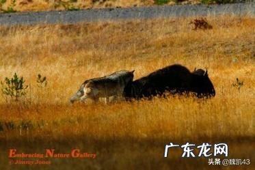 国宝大熊猫都有哪些天敌？