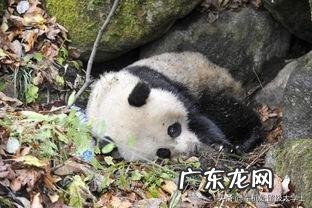 国宝大熊猫都有哪些天敌？