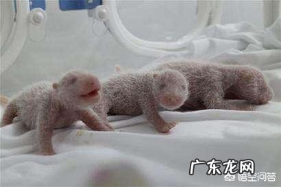 国宝大熊猫都有哪些天敌？