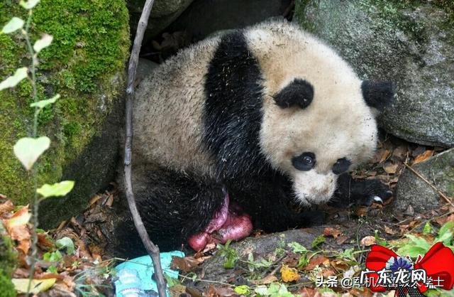 国宝大熊猫都有哪些天敌？