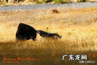 国宝大熊猫都有哪些天敌？