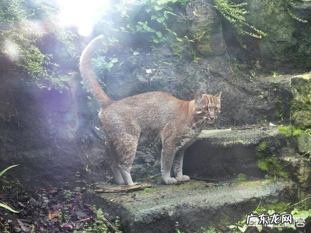 国宝大熊猫都有哪些天敌？