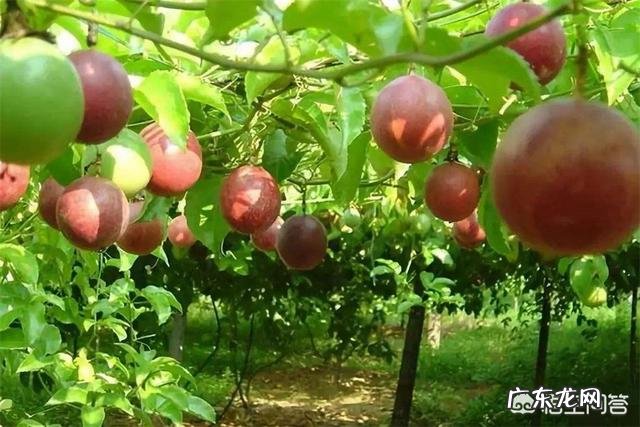 鸡蛋果适合在国内种植吗?要如何种植?