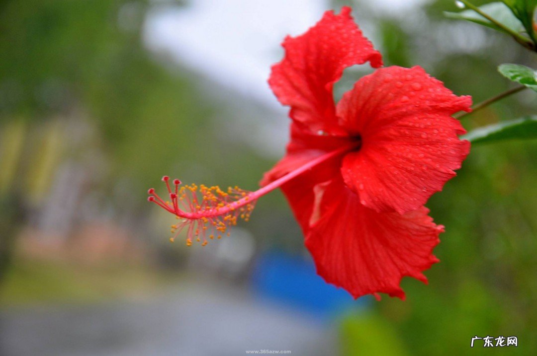 扶桑花的养殖方法