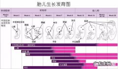 孕期哪个阶段需要补充DHA，如何通过饮食补充？