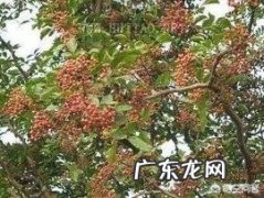 孕妇饭里面能放花椒吗？
