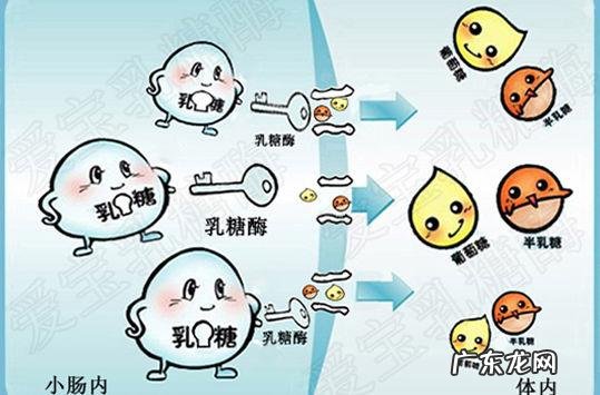 能推荐一款乳糖不耐可以喝的乳清蛋白粉吗?