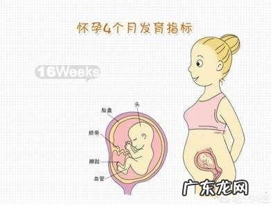怀孕4个月正常的肚子应该是什么样的呢？