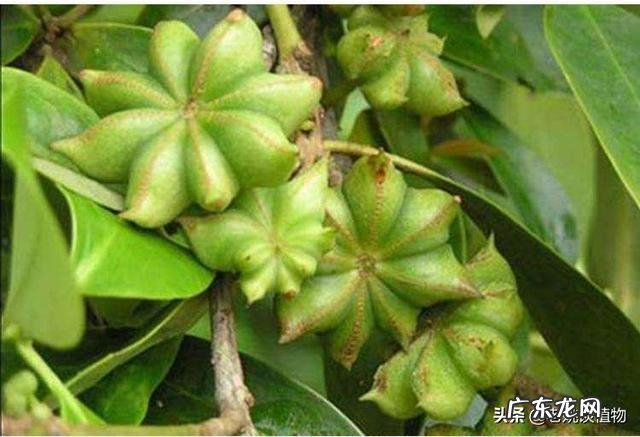 八角和大料有什么区别?