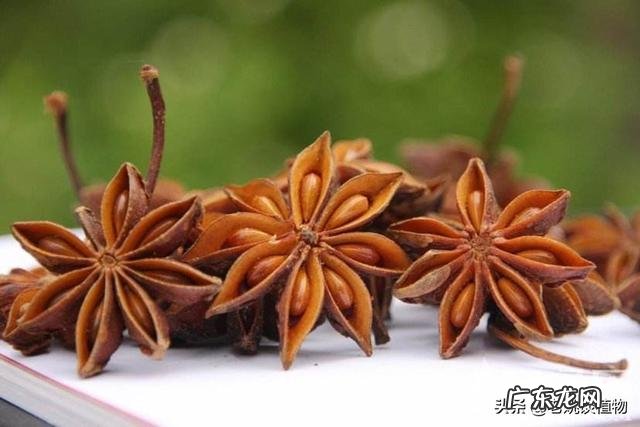 八角和大料有什么区别?